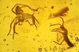 Fossil Spider (Araneae) & Springtail (Collembola) in Baltic Amber #234473-3